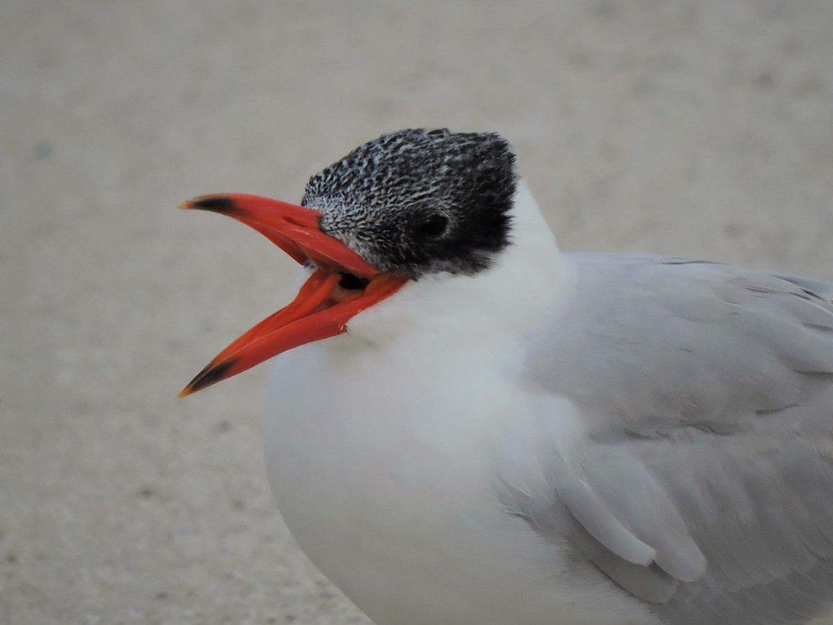 Caspian Tern - S. K.  Jones