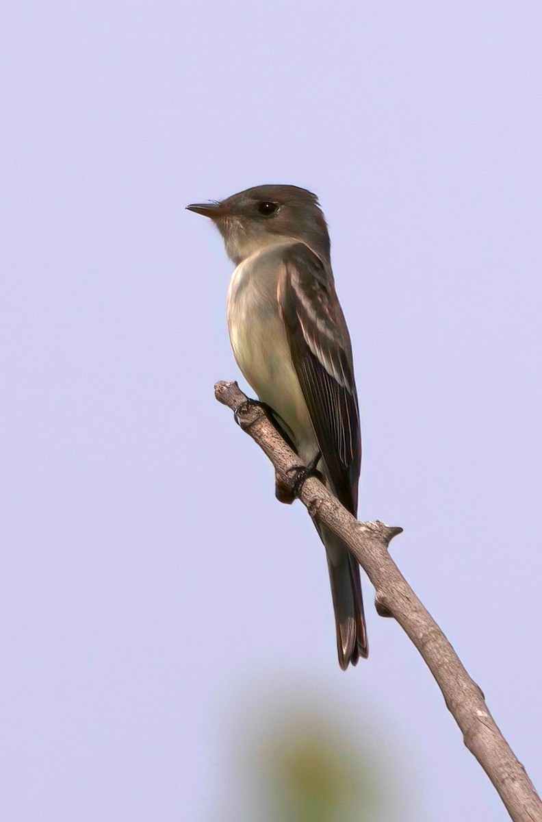 Willow Flycatcher - ML454035791