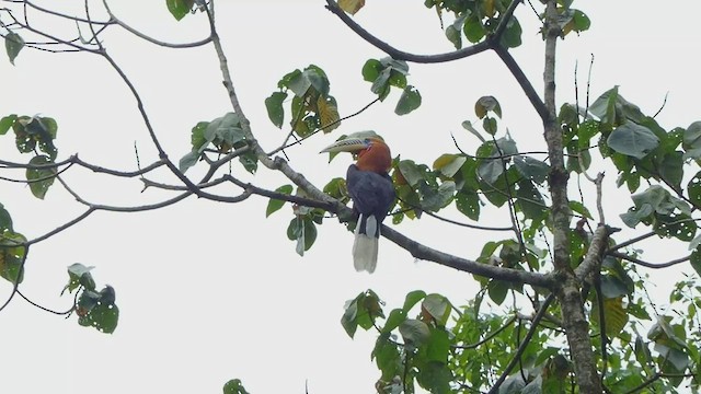 Rufous-necked Hornbill - ML454037471