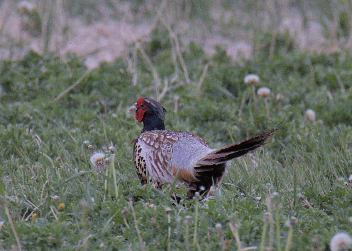 Ring-necked Pheasant - Sam Rawlins