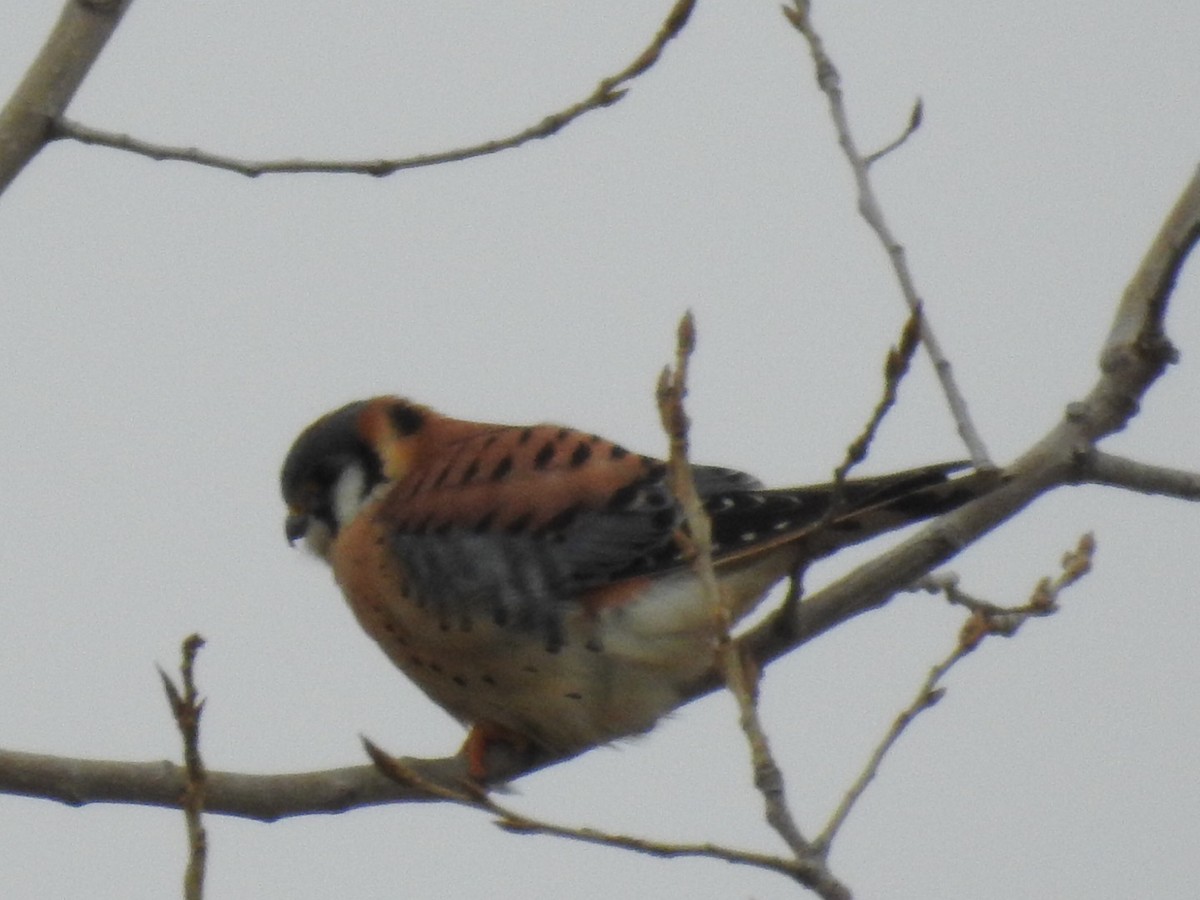 American Kestrel - ML45403821