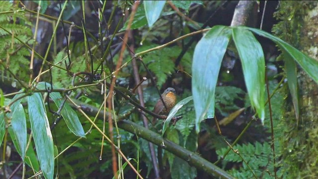 Rufous-throated Wren-Babbler - ML454038821