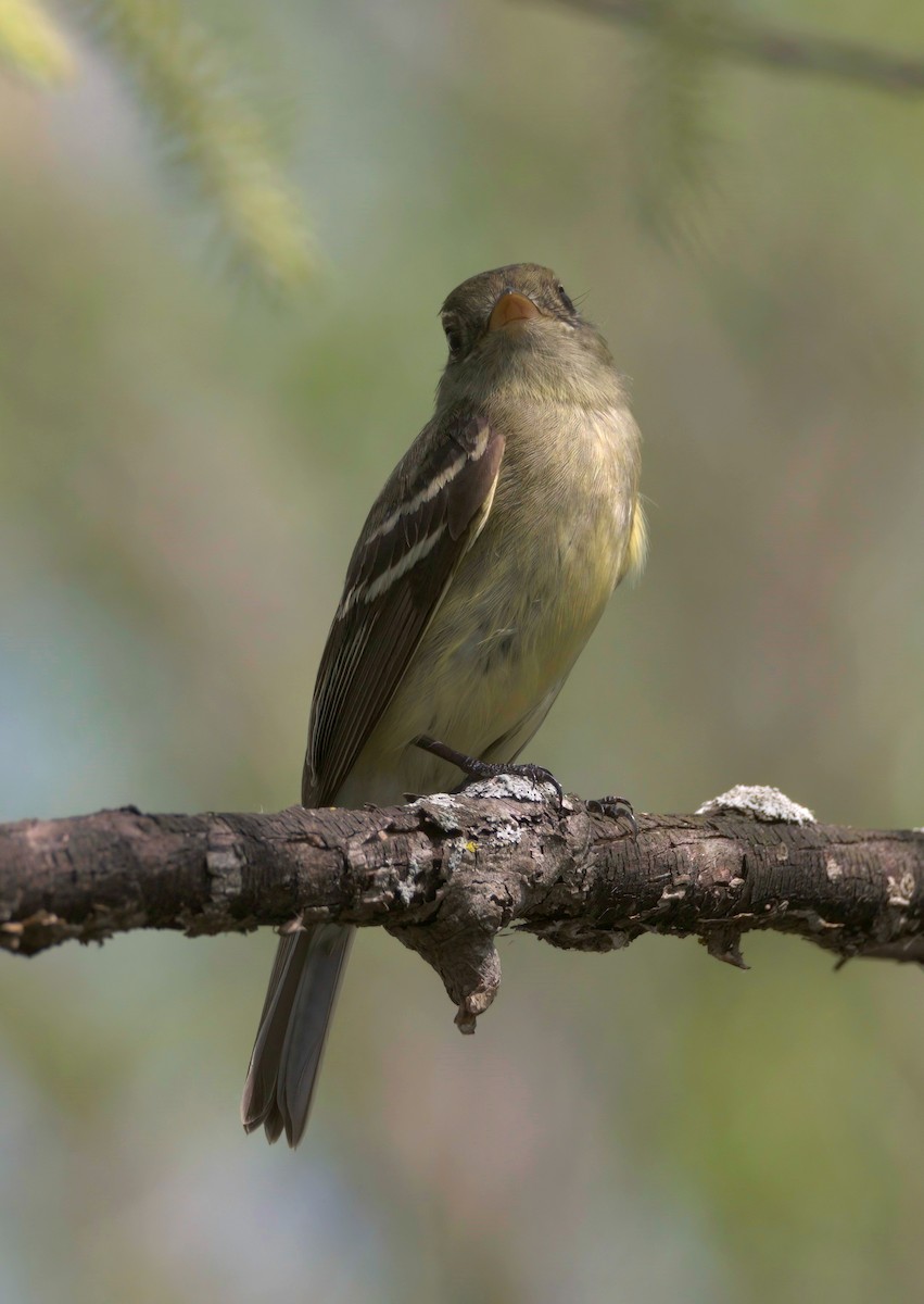 Willow Flycatcher - ML454039281