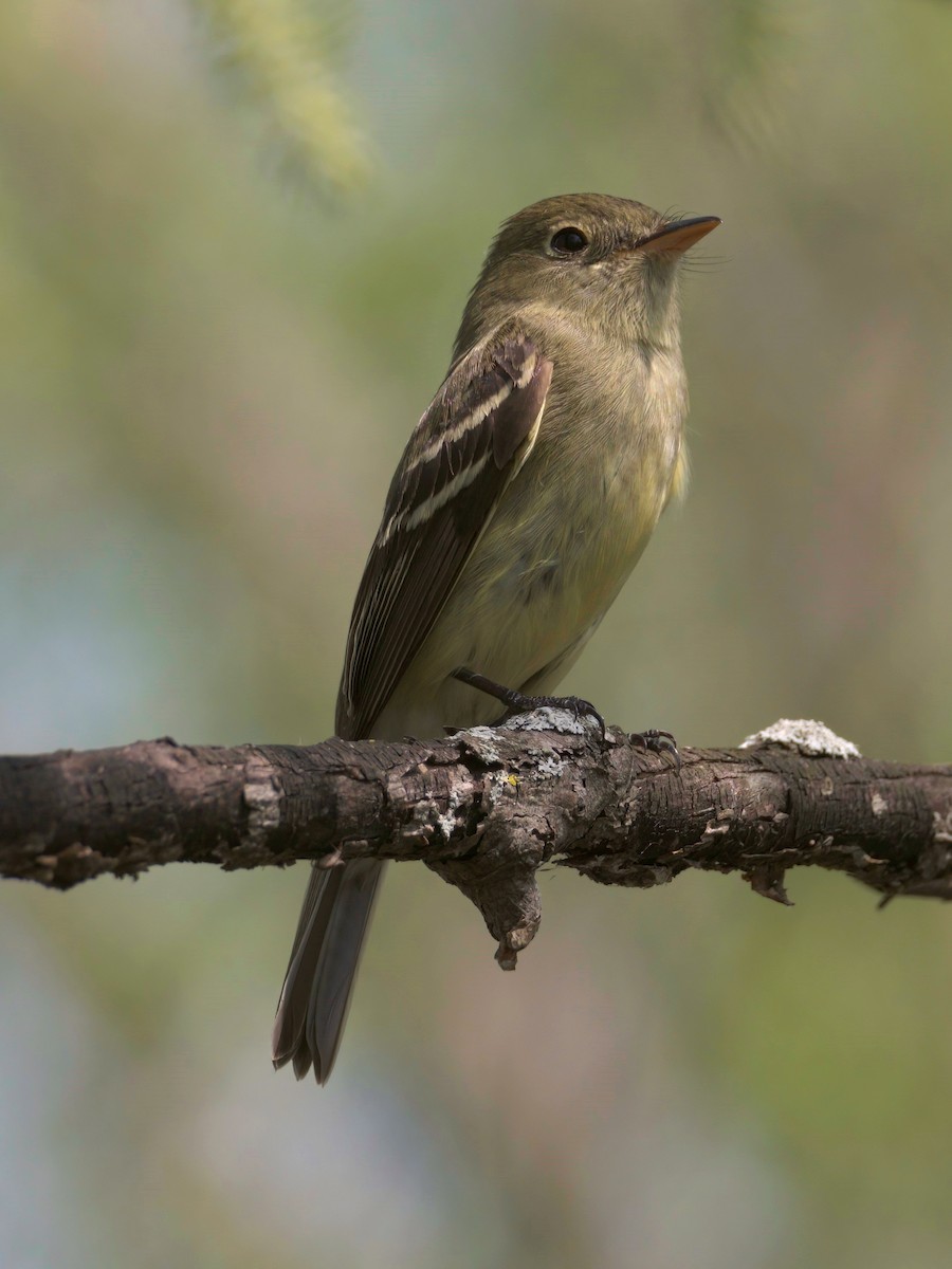 Willow Flycatcher - ML454039301