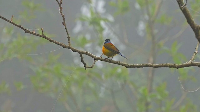 Grünschwanz-Nektarvogel - ML454039471