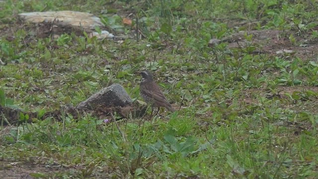 Dusky Thrush - ML454040971