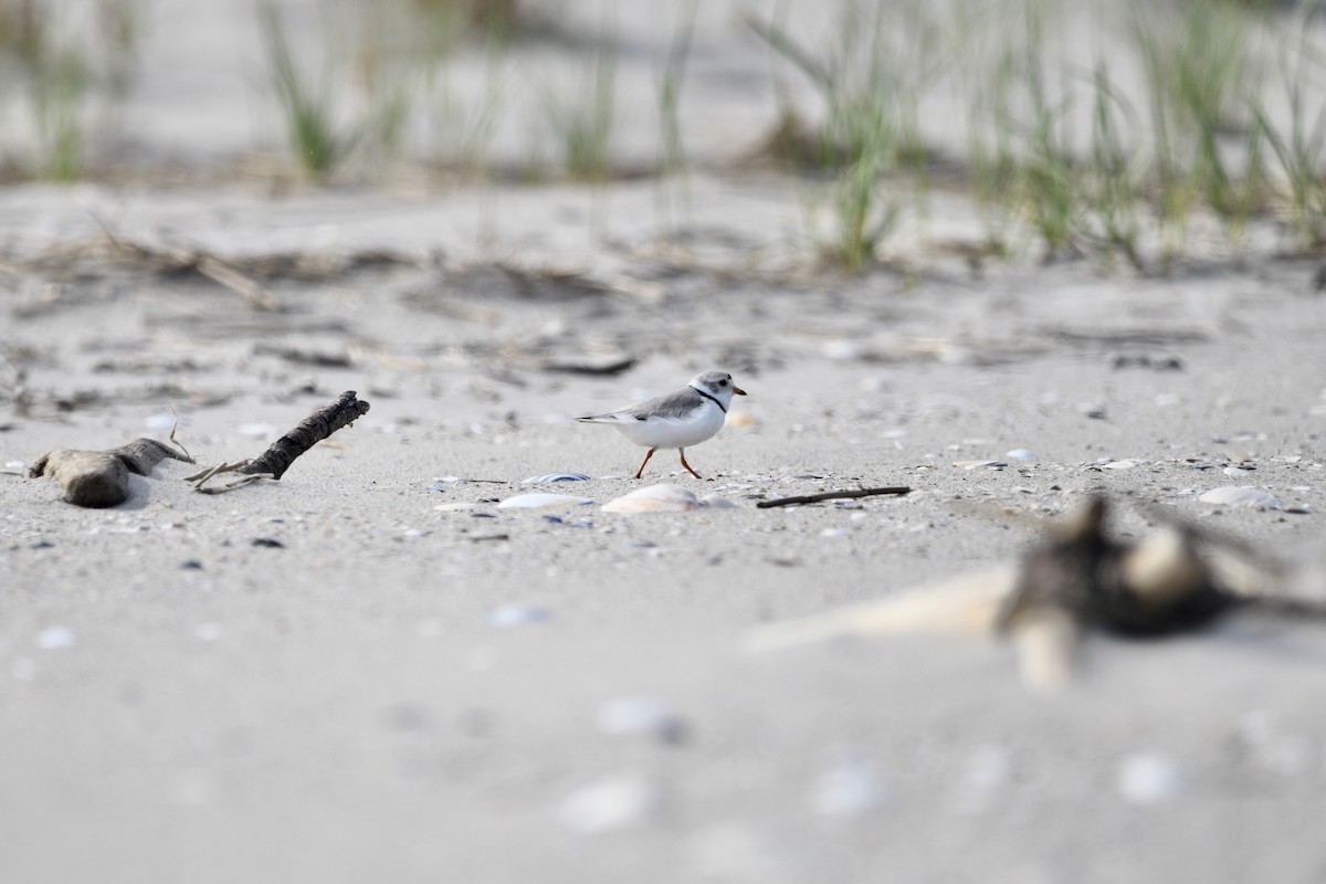 kulík pisklavý - ML454040991