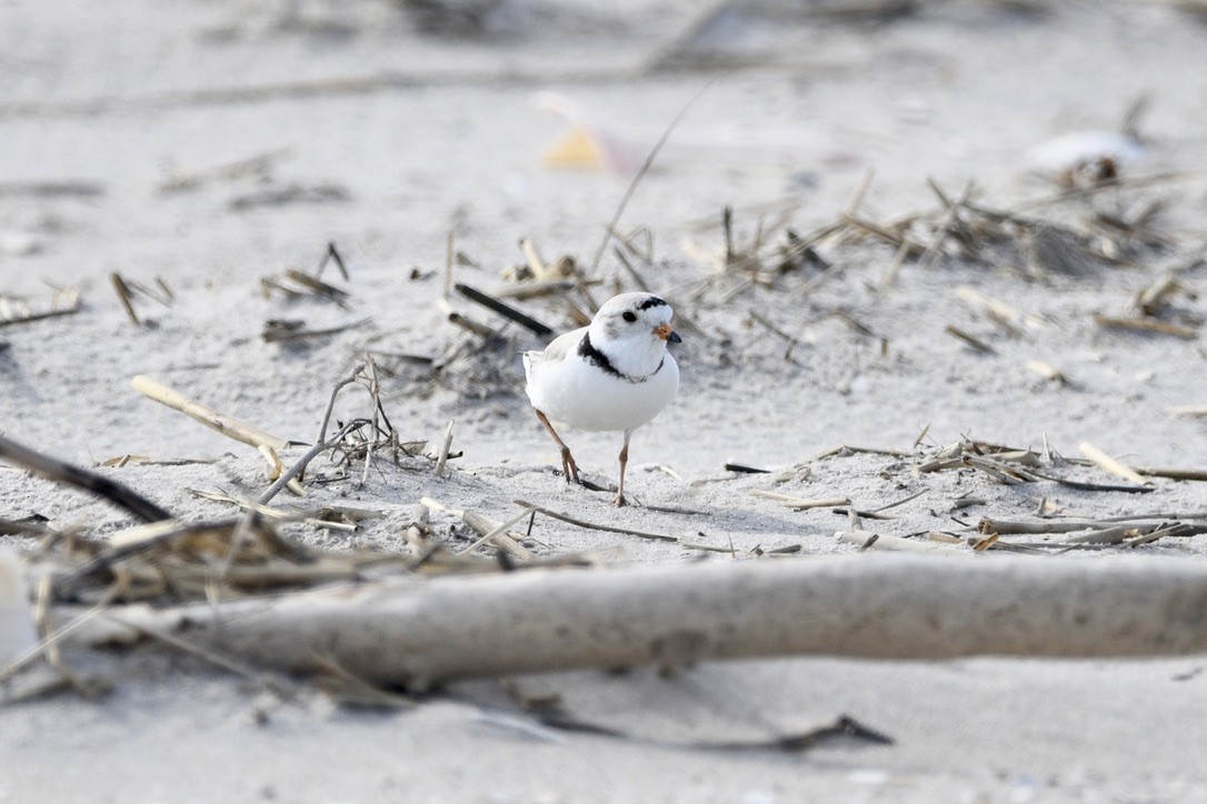 kulík pisklavý - ML454041021