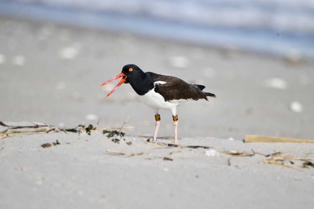 ústřičník americký - ML454041151