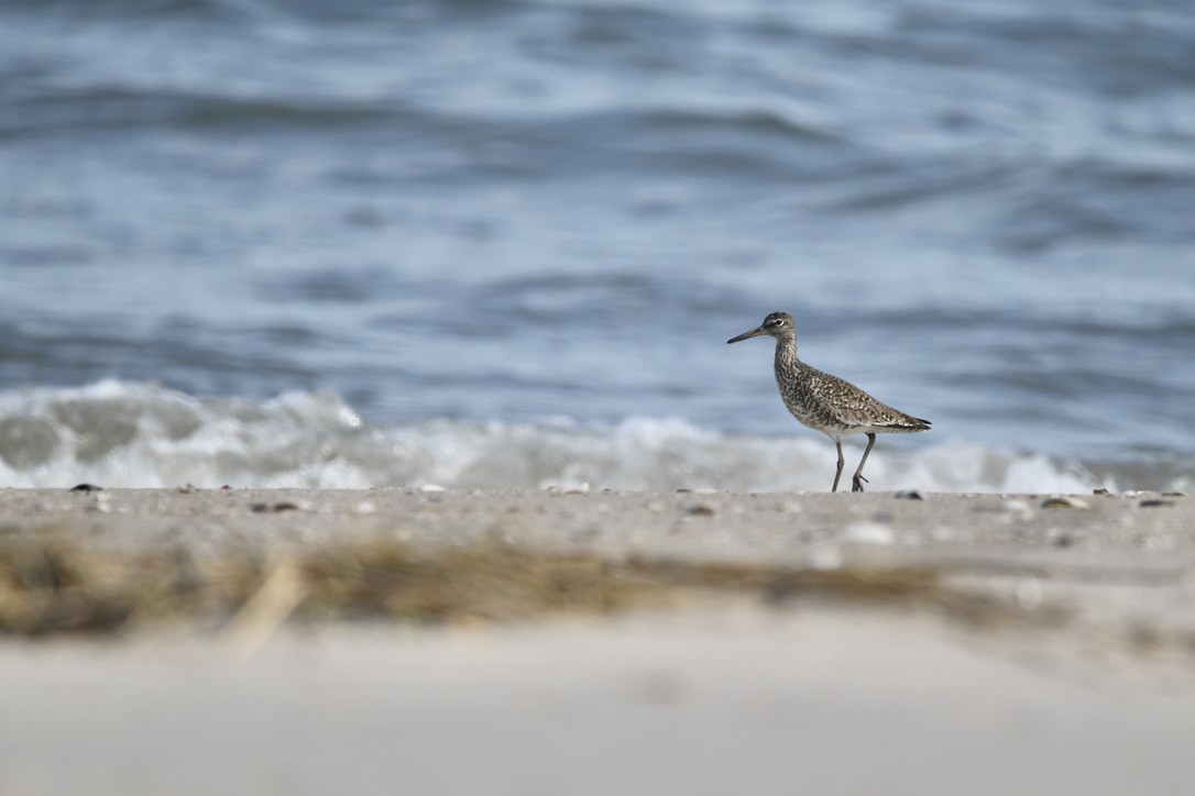 vodouš břehoušovitý - ML454041181