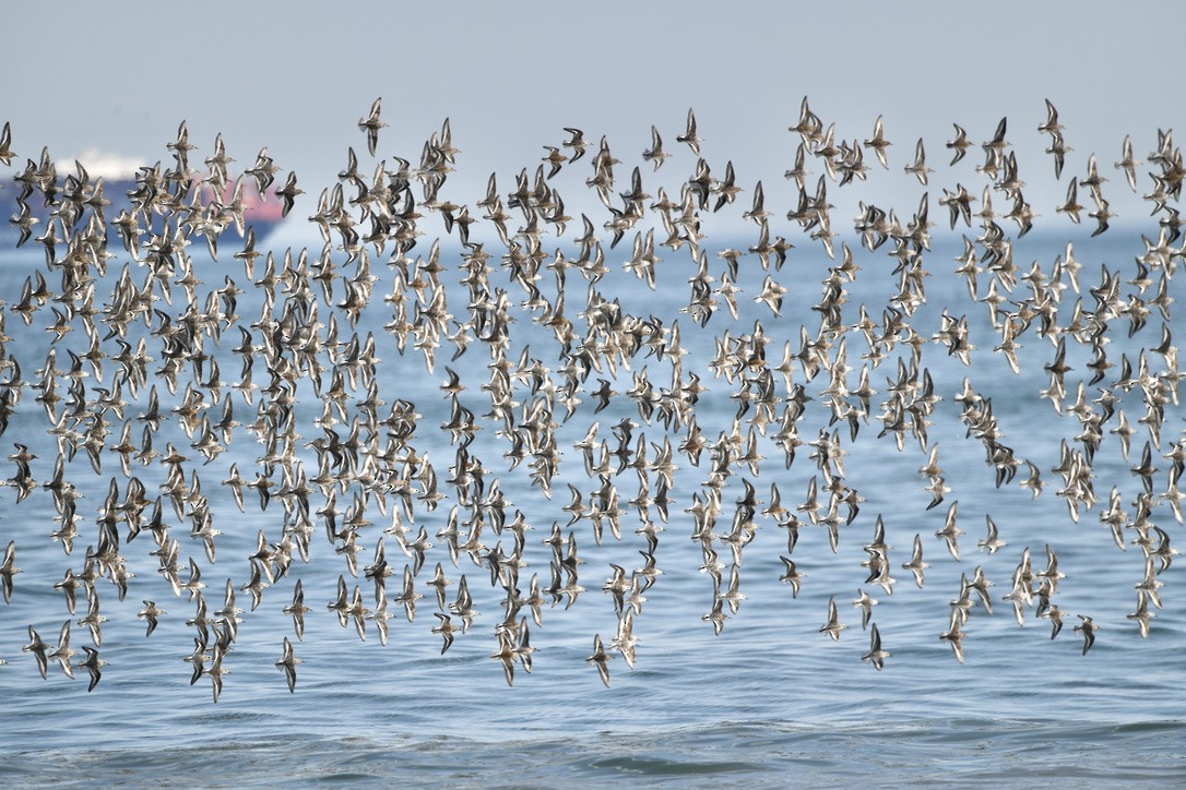 jespák písečný - ML454041271