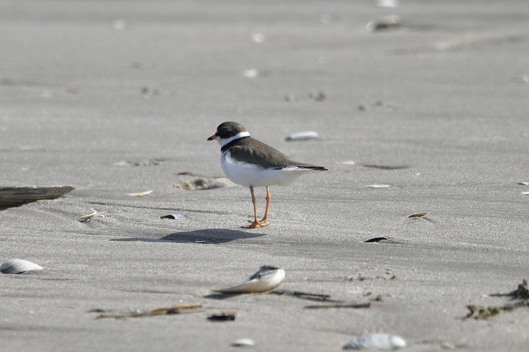 kulík kanadský - ML454041331