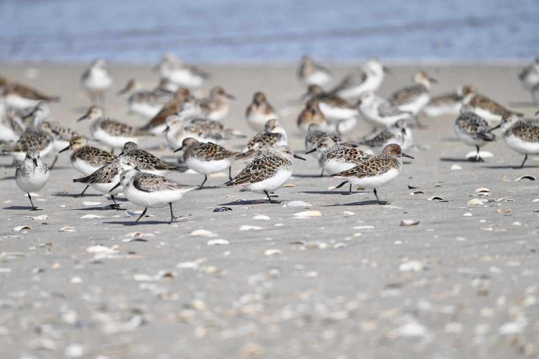 jespák písečný - ML454041381