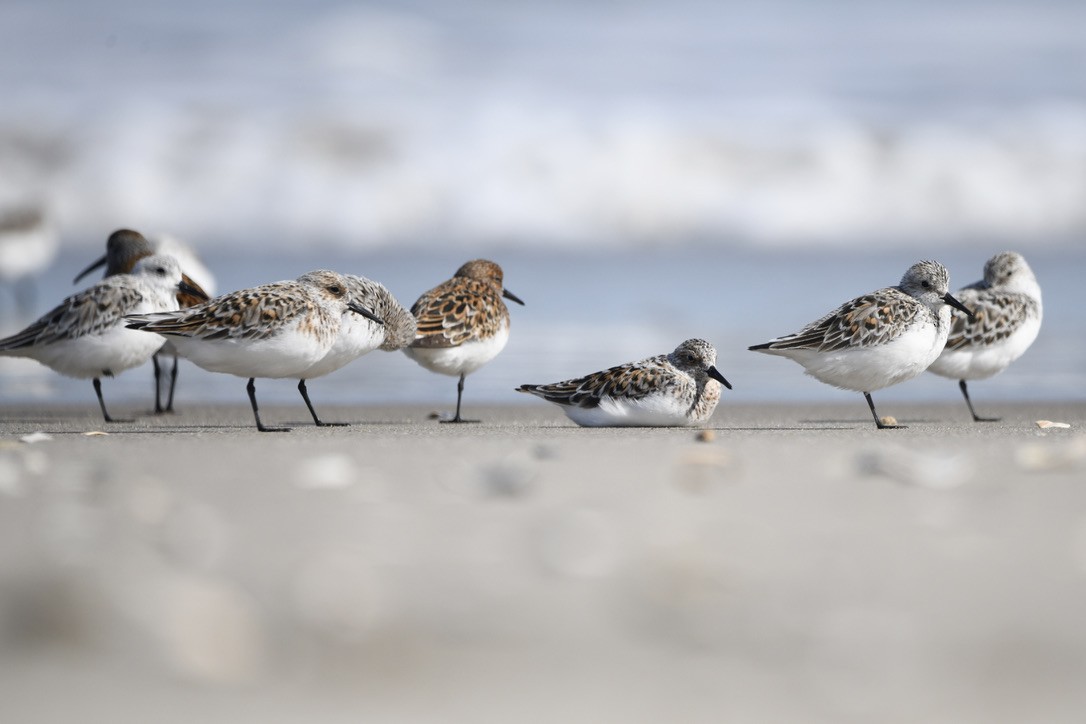 jespák písečný - ML454041421