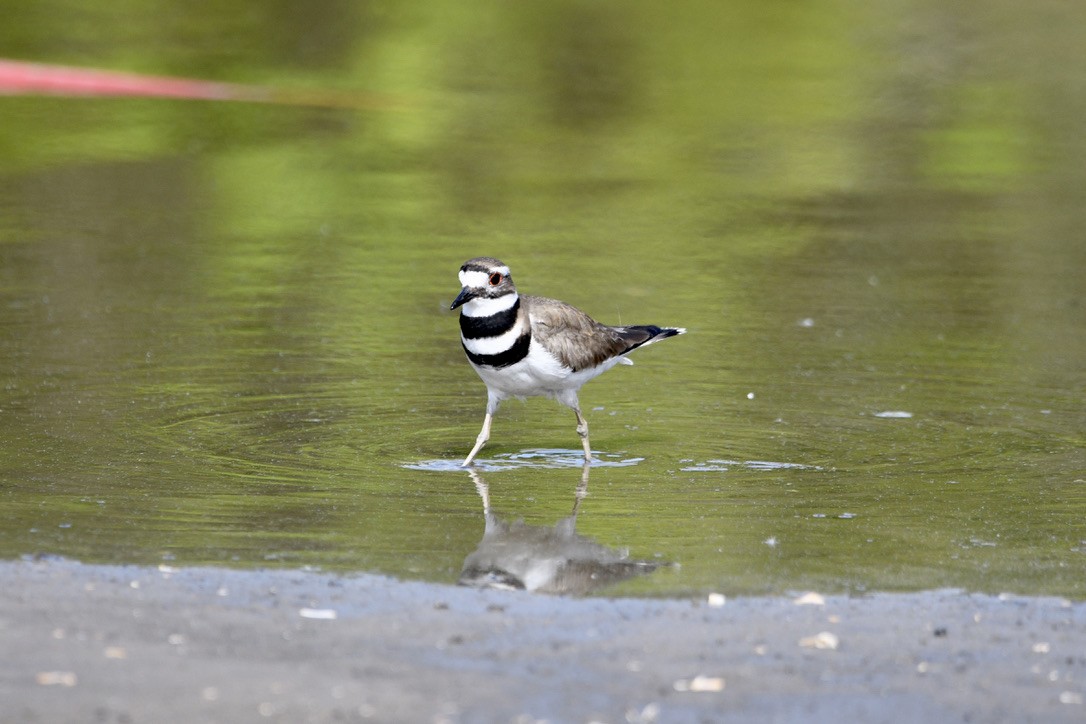 kulík rezavoocasý - ML454041671