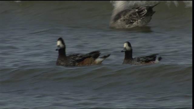 Chiloe Wigeon - ML454042