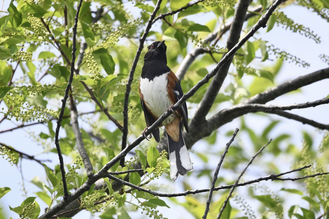 pipilo rudooký - ML454042011
