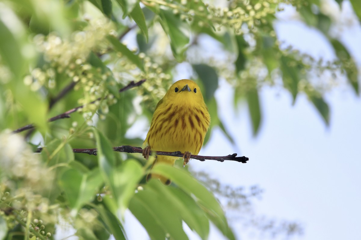 lesňáček zlatotemenný - ML454042241