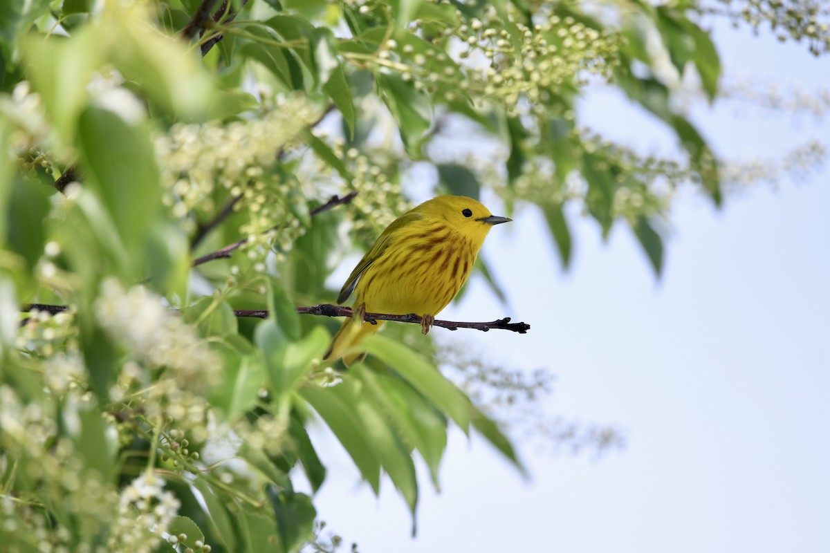 lesňáček zlatotemenný - ML454042371