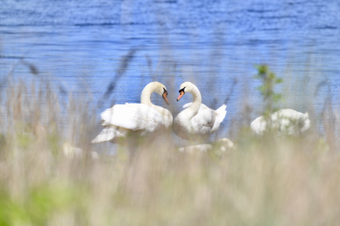 labuť velká - ML454042401