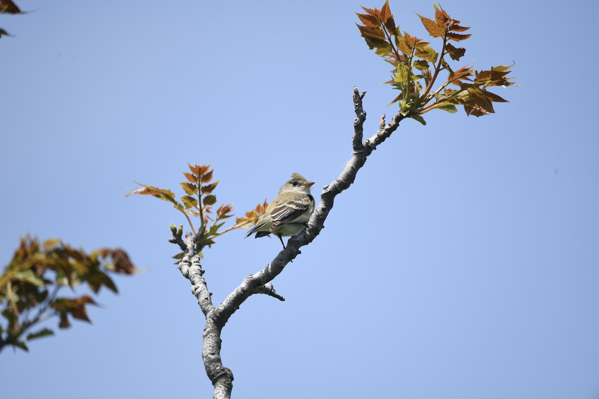 tyranovec vrbový - ML454042581