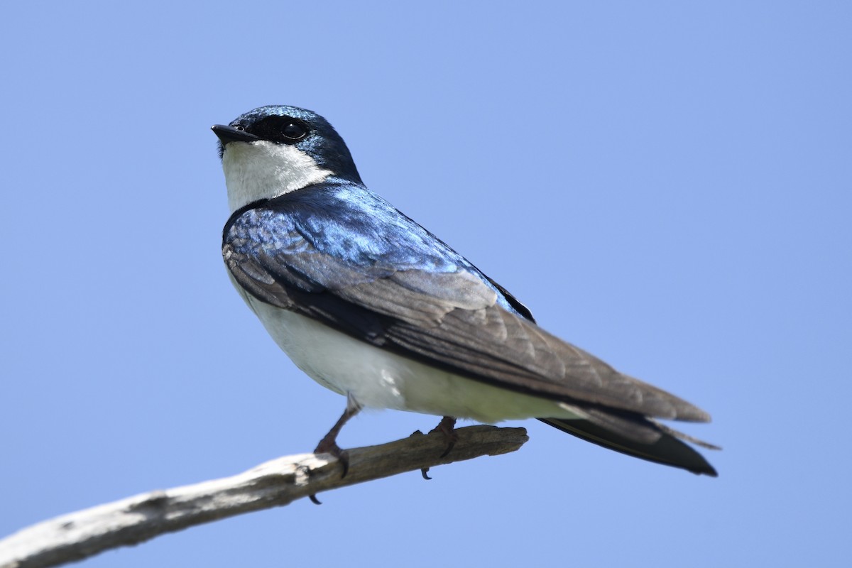 vlaštovka stromová - ML454042701