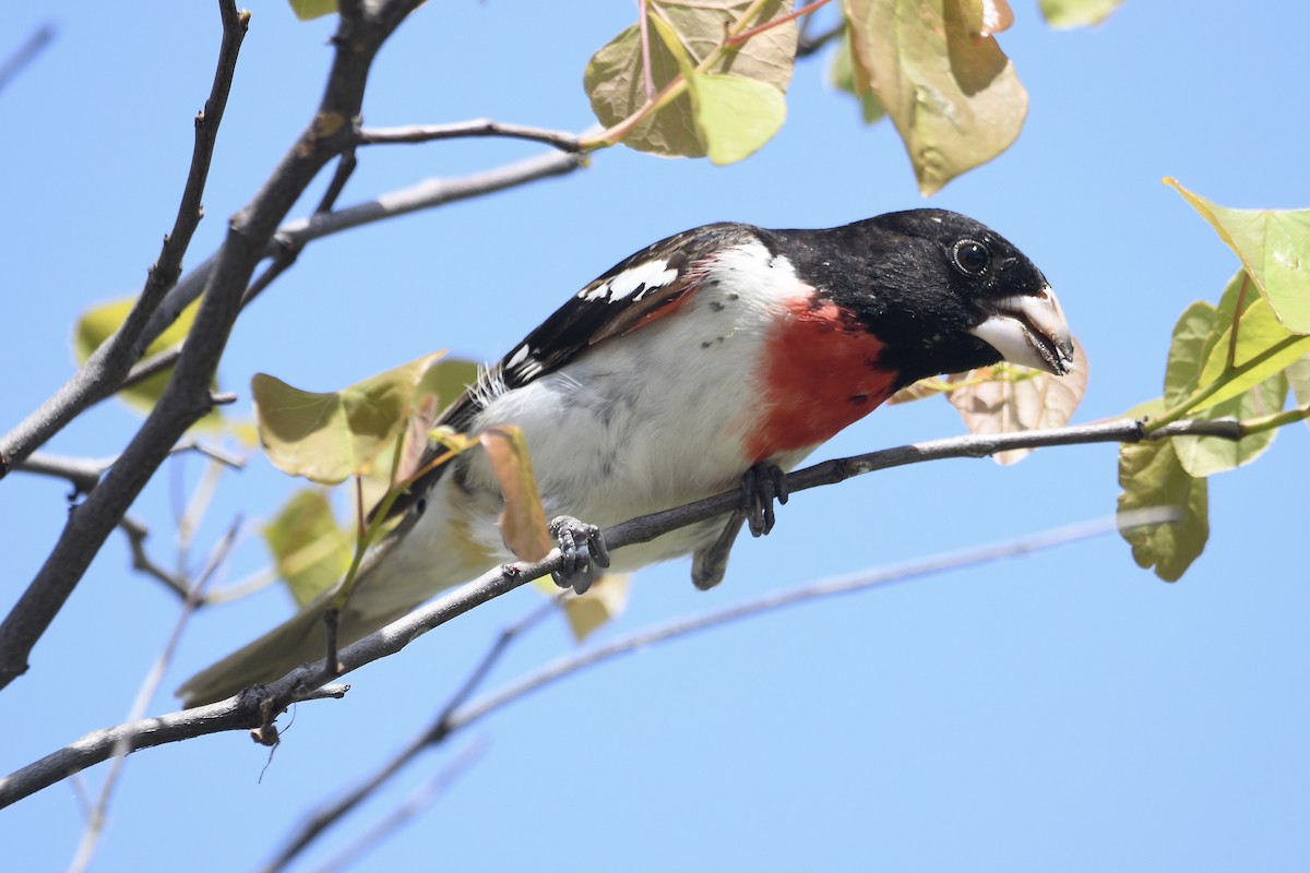 dlaskovec růžovoprsý - ML454042781