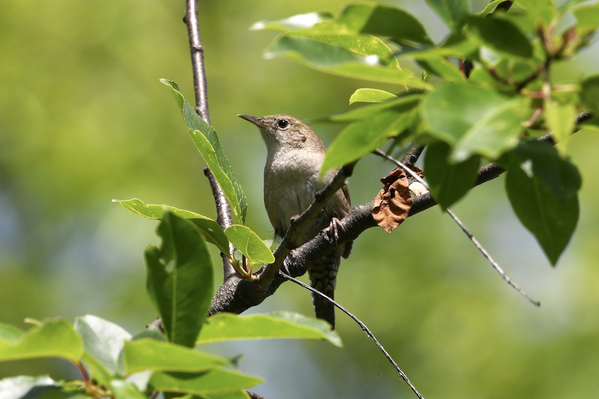 střízlík zahradní - ML454043111