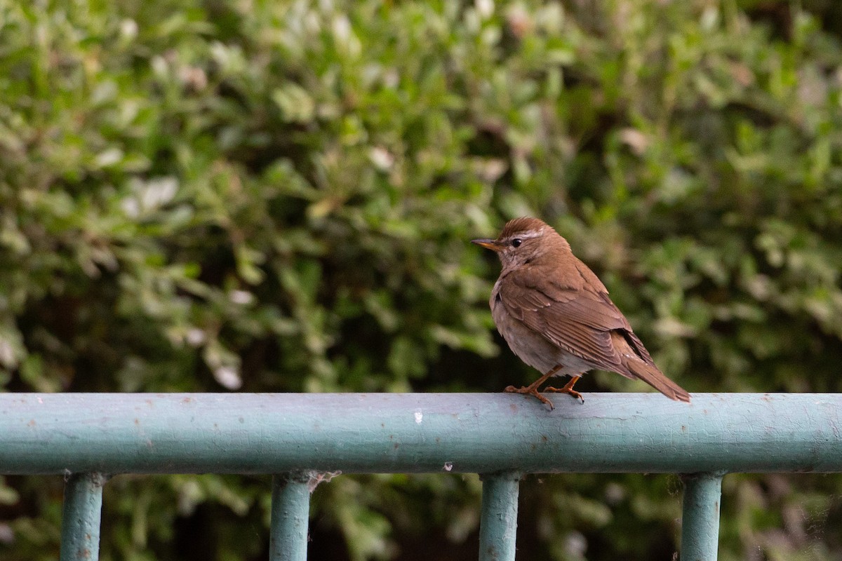 Gray-sided Thrush - ML454043431