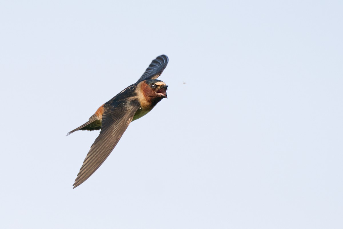 Cliff Swallow - ML454043531