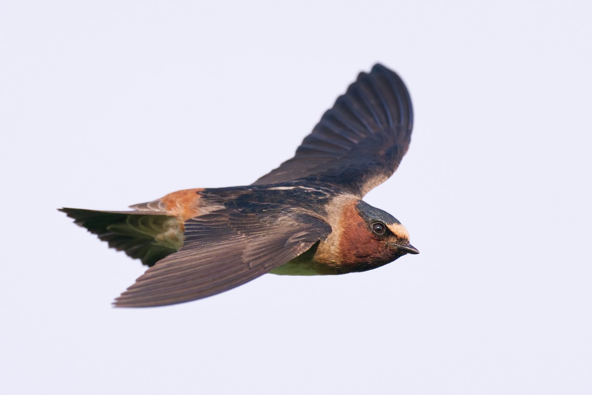 Cliff Swallow - ML454043631