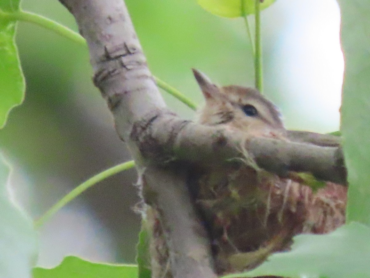 Warbling Vireo - ML454043671