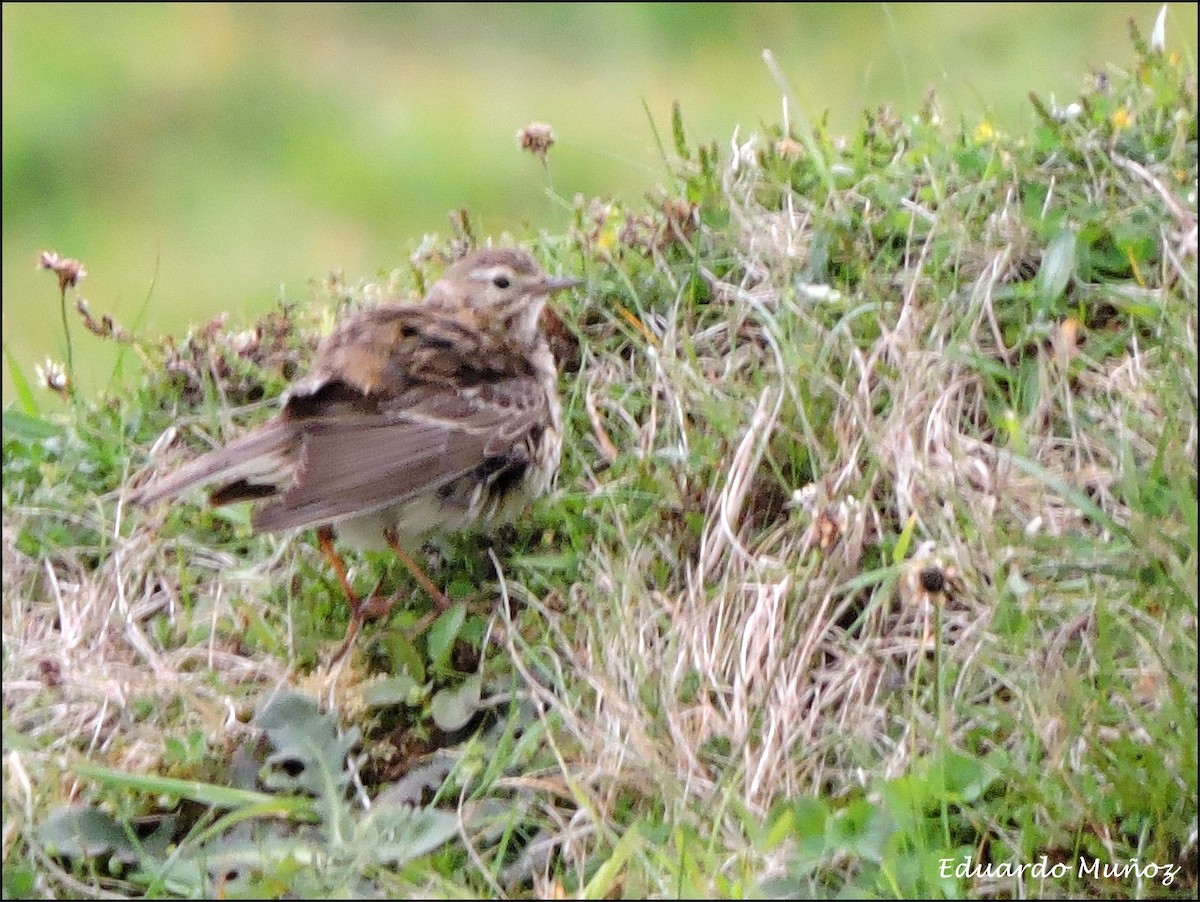 Eurasian Skylark - ML454043721