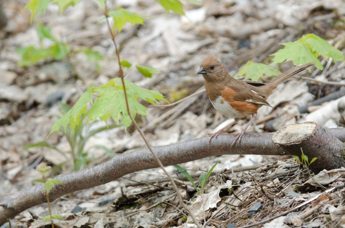 Eastern Towhee - ML454044471