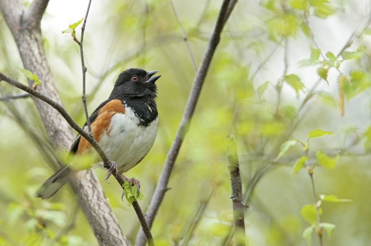 Eastern Towhee - ML454044491