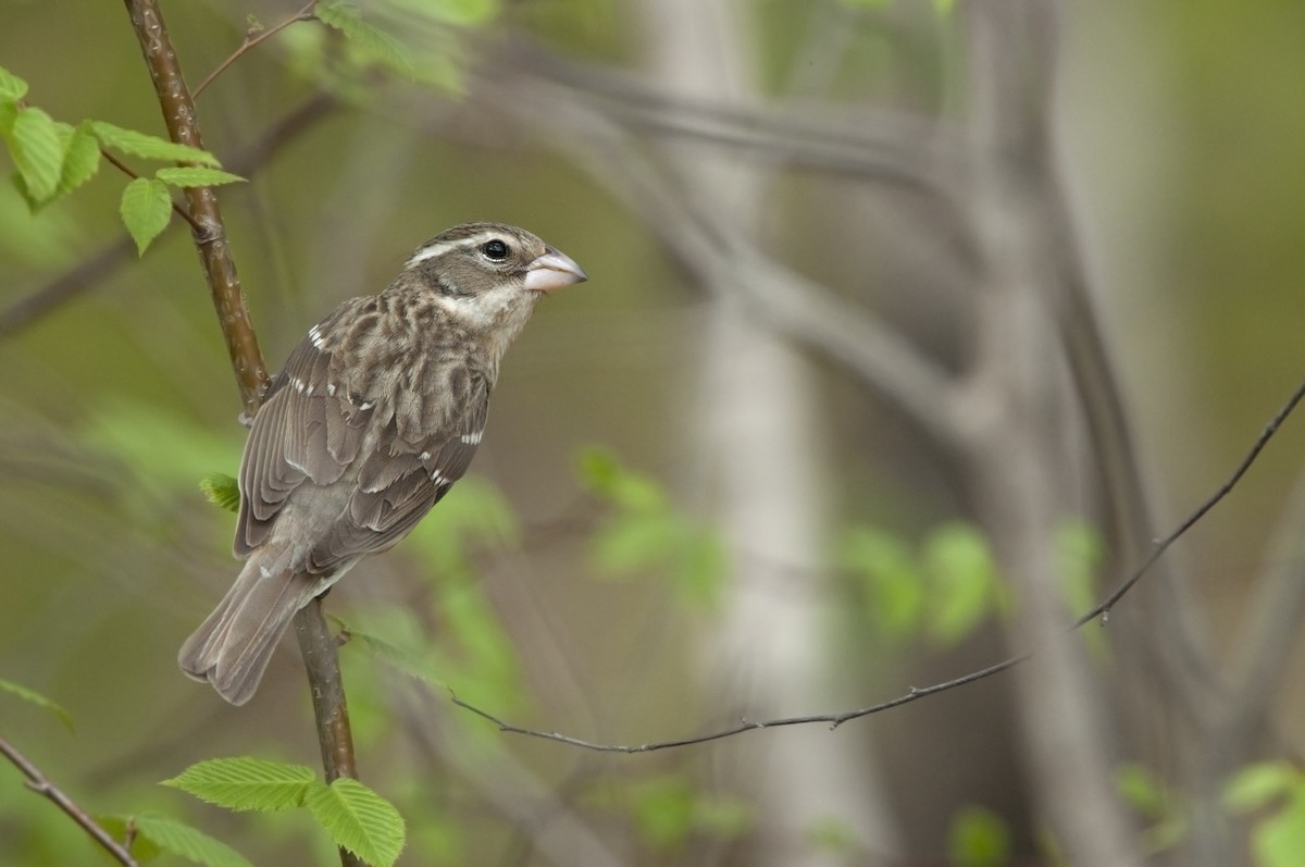 Rose-breasted Grosbeak - ML454044531