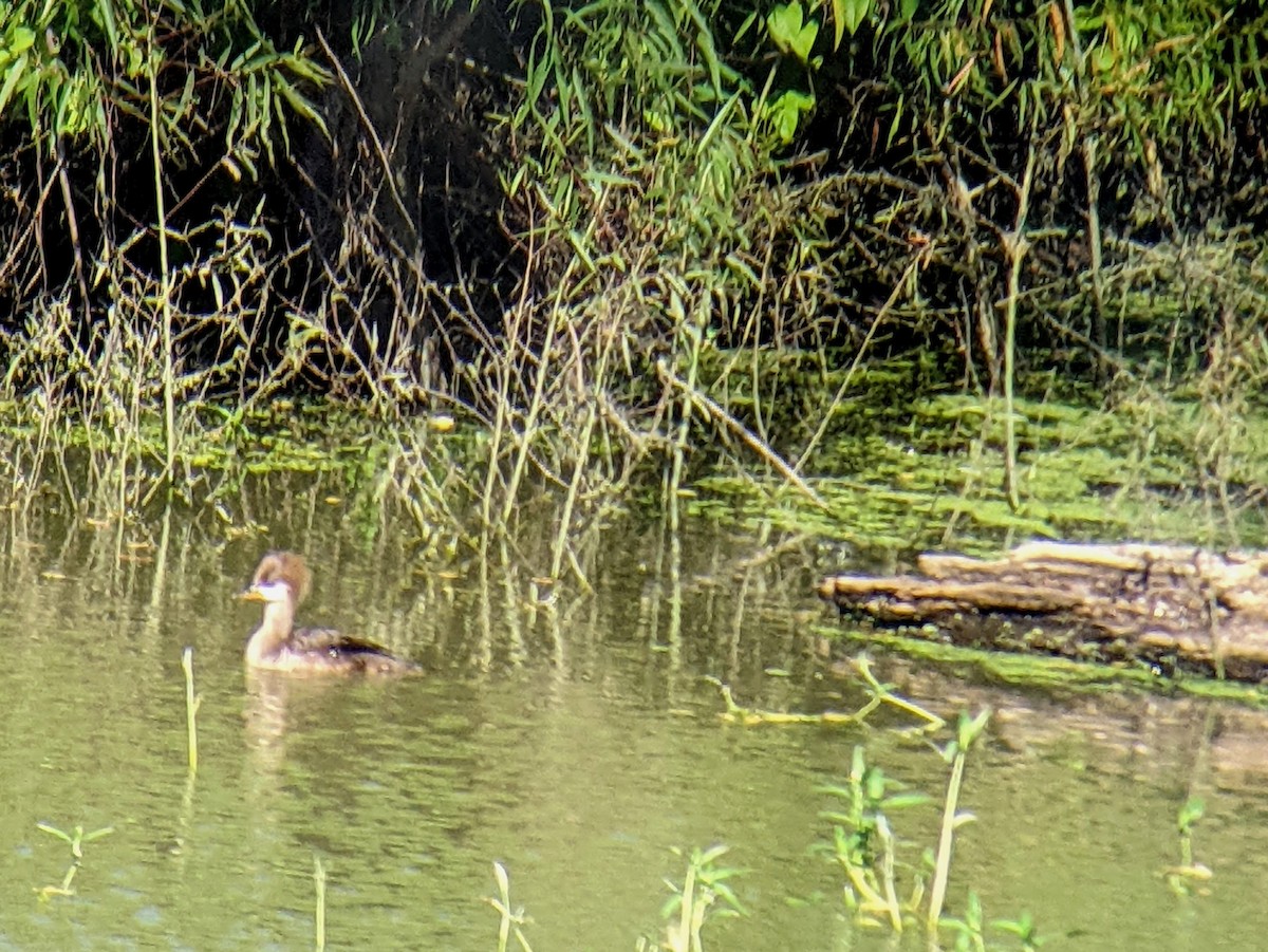 Hooded Merganser - ML454044891