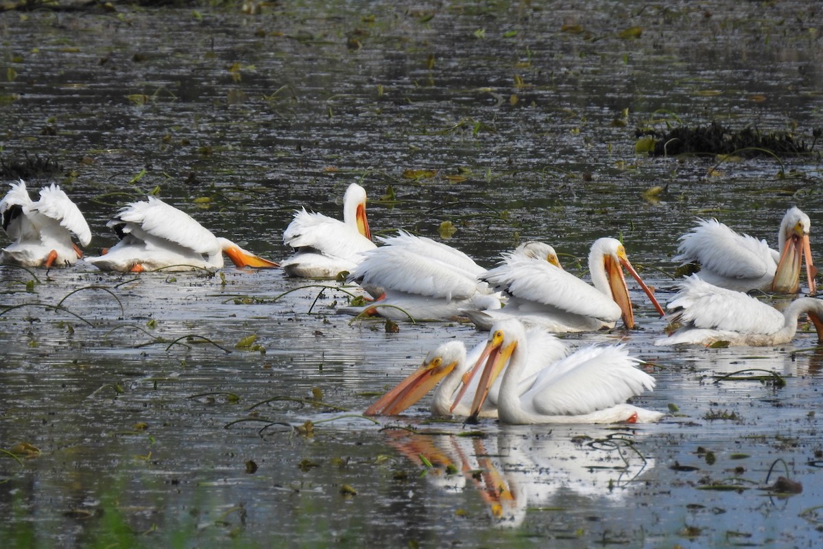 American White Pelican - Dan Belter