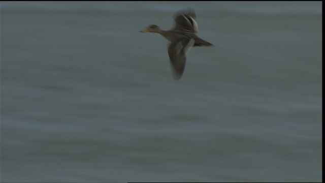 Anatidae sp. (dabbling duck sp.) - ML454045