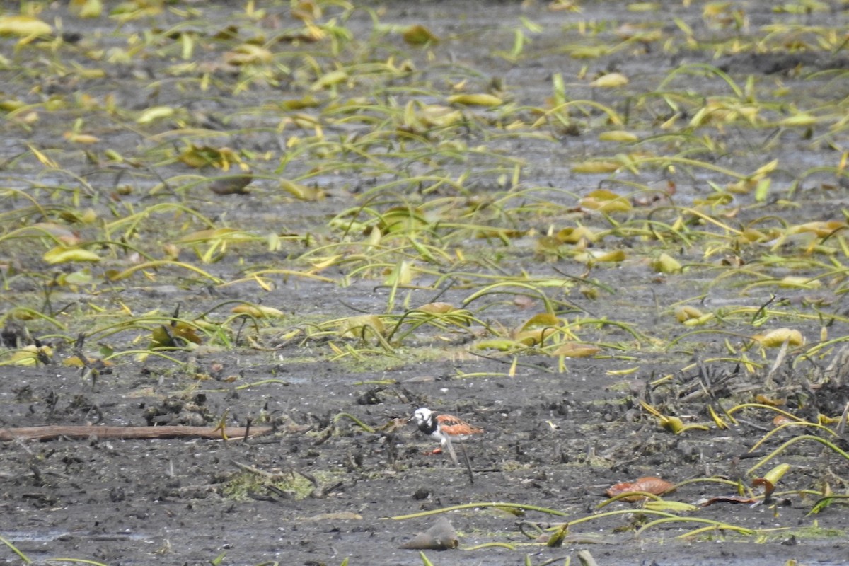 Ruddy Turnstone - ML454045051