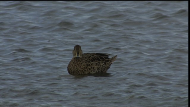 Anatidae sp. (dabbling duck sp.) - ML454046