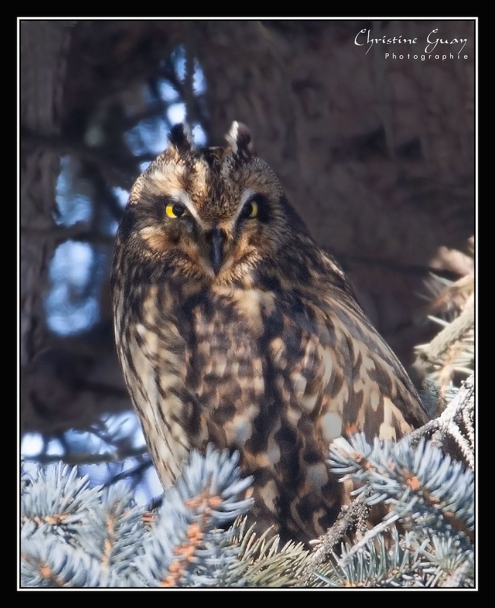 Short-eared Owl - ML454046801