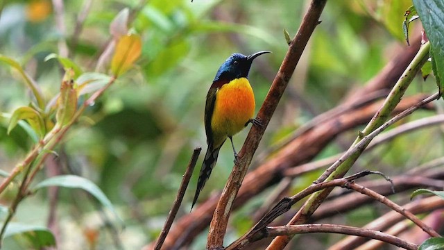 Green-tailed Sunbird - ML454047931