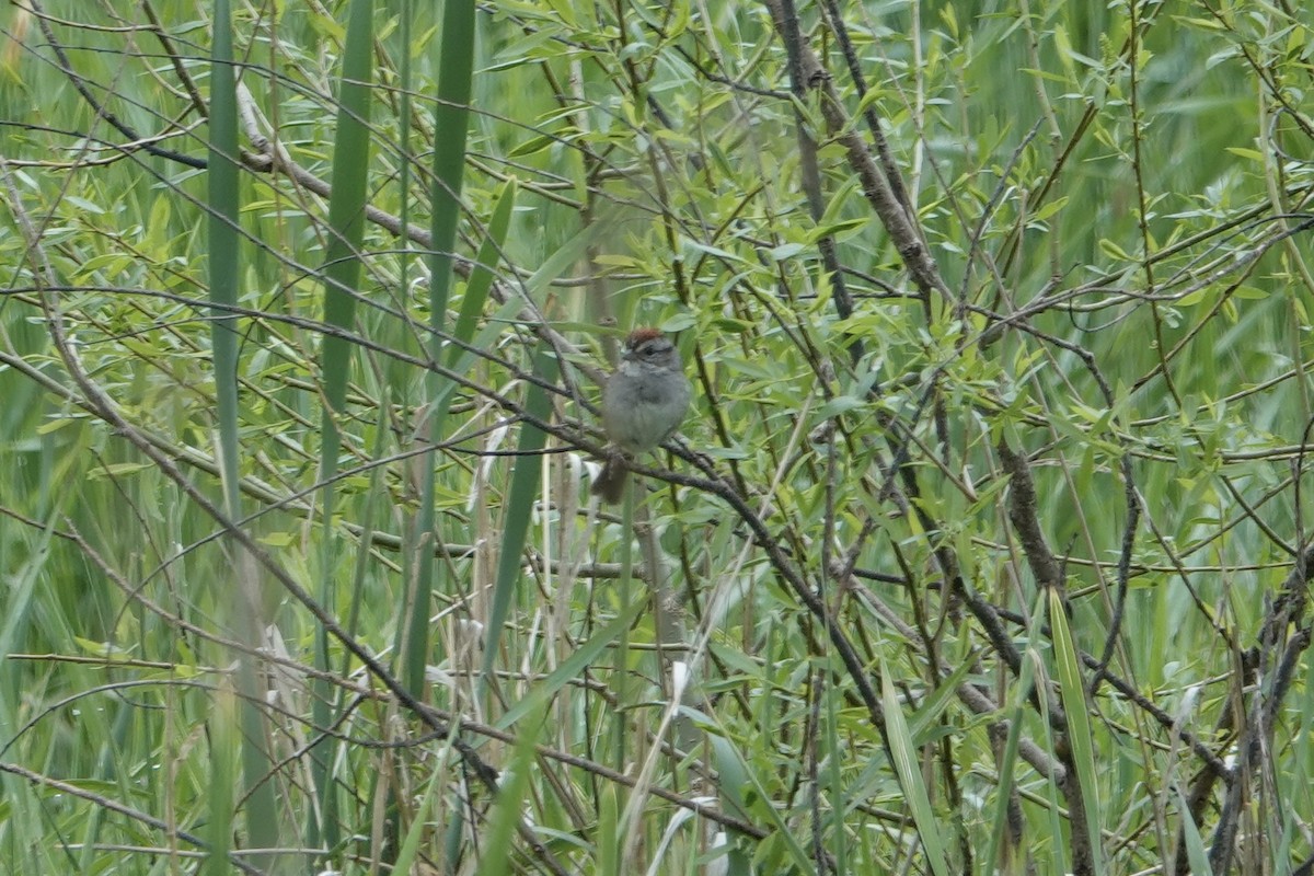 Swamp Sparrow - ML454048291