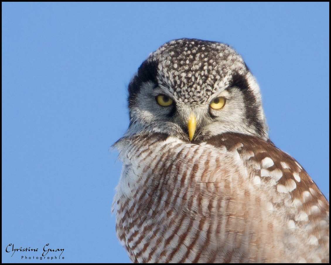 Northern Hawk Owl - ML454050711