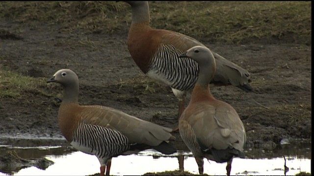 Ashy-headed Goose - ML454052