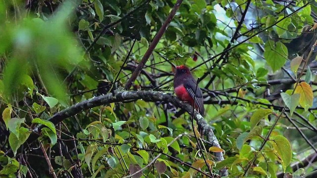 Ward's Trogon - ML454052821