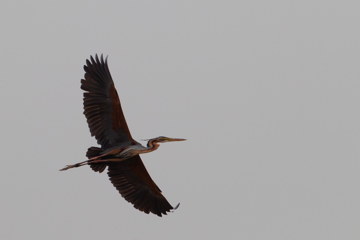 Purple Heron - ML454053301