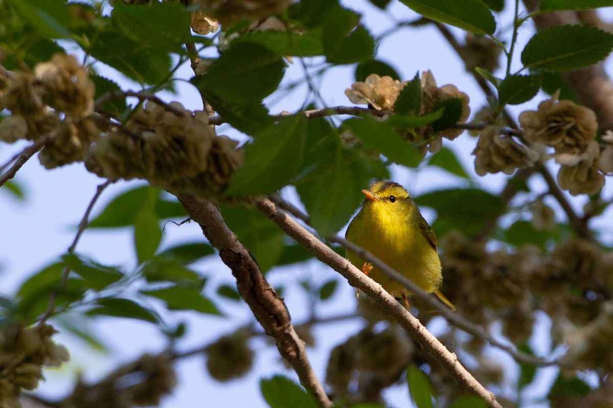 Sulphur-breasted Warbler - ML454053861