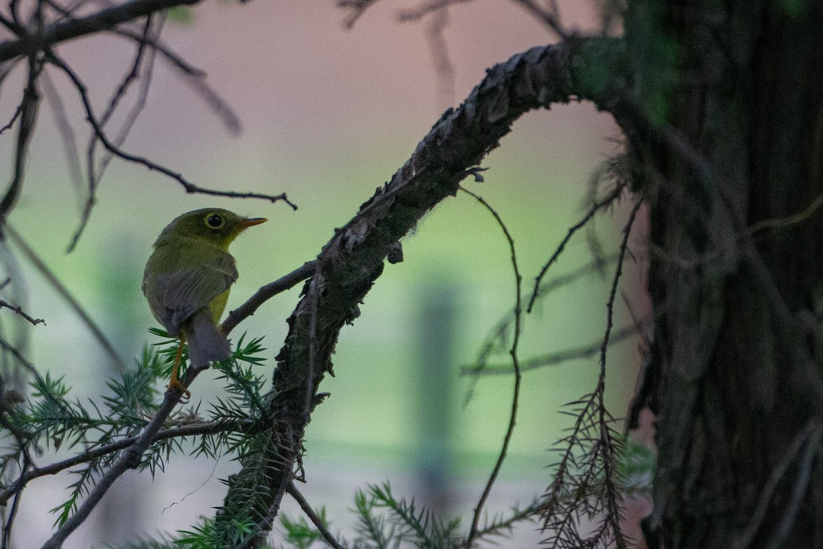 Phylloscopus sp. (Golden-spectacled Warbler complex) - ML454054351